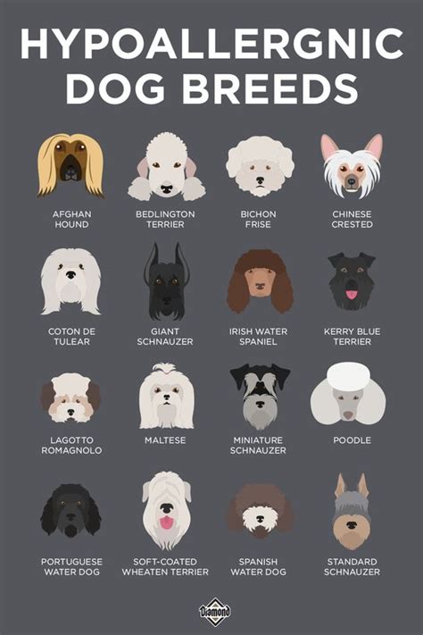 16 Hypoallergenic Dog Breeds Daily Infographic