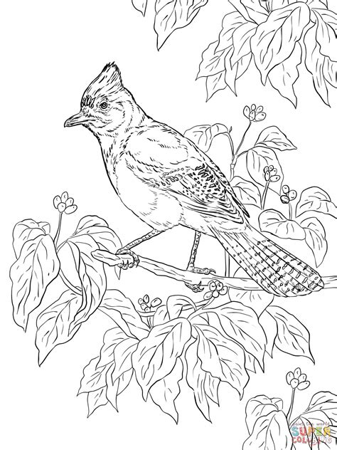 Realistic Bird Coloring Pages Coloring Pages