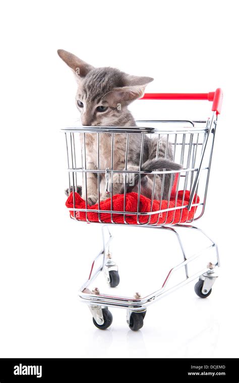Little Siamese Kitten In Shopping Cart Isolated Over White Background