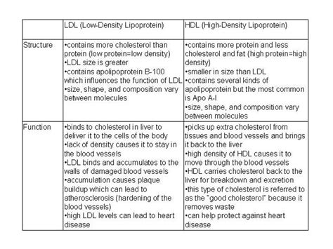 What Are Ldl And Hdl Understanding Cholesterol