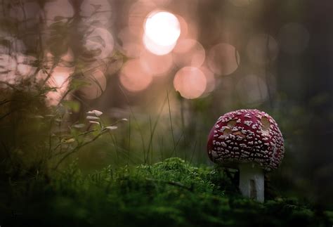 Mushroom Wallpaper Hd Nature 4k Wallpapers Images And Background