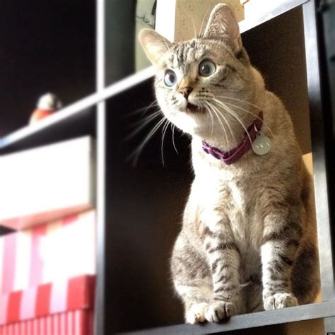 27 Cats Who Cant Believe What They Just Saw Shocked Cat Cats And