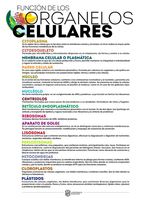 Bioquimbf Infografías Y Esquemas De La Célula Biología 701