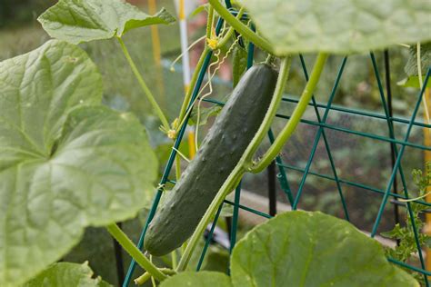 How to grow cucumbers in a container garden. Growing Cucumbers in Container Gardens
