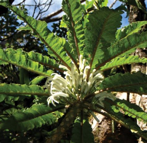 Cyanea heluensis ist die seltenste Pflanze der Welt - WELT