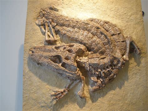 Fossil Alligator Alligator Prenasalis This Extinct Member Of The