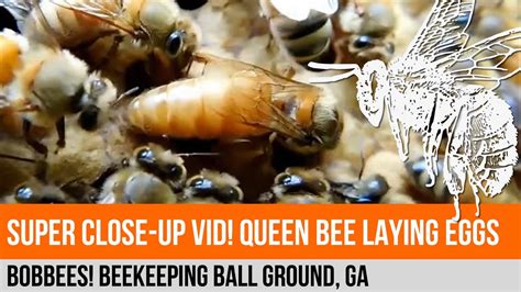 Beekeeping Queen Bee Laying Eggs Macro Close Up Youtube
