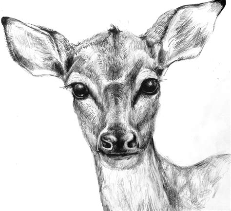 Sketch Of Doe Animal Drawings Animal Sketches Pencil Drawings Of