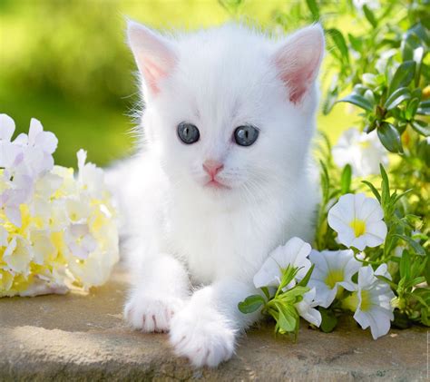 Wallpaper 1440x1280 Px Animal Baby Blue Cat Cute Eyes Flower