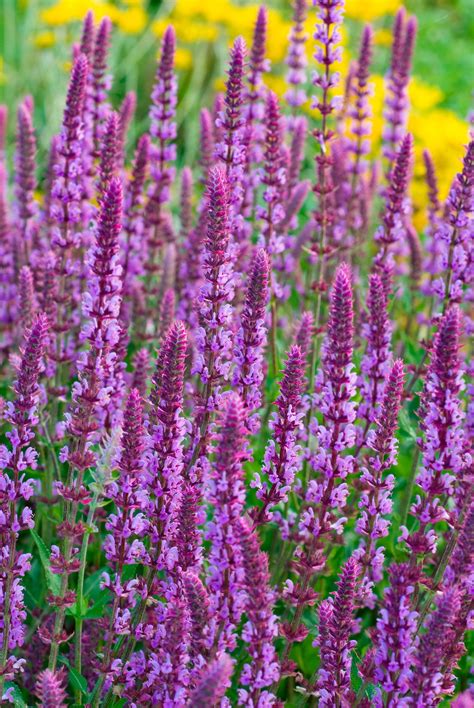 7 Perennials That Will Bloom Multiple Times This Summer In 2020 With