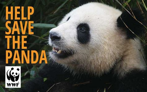 How You Can Help Save The Giant Panda Break Out Of The Box