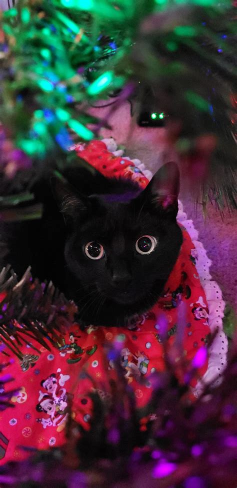 Black Cat Christmas Magic 🎄 Rblackcats