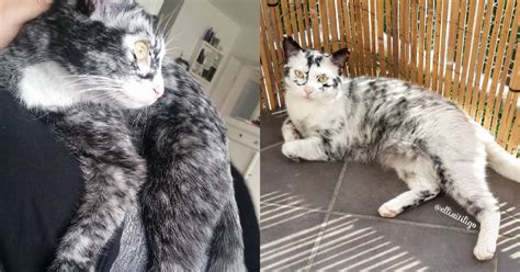 Rare Condition Fades Tuxedo Cat Into Something Truly Unique Pet News Live