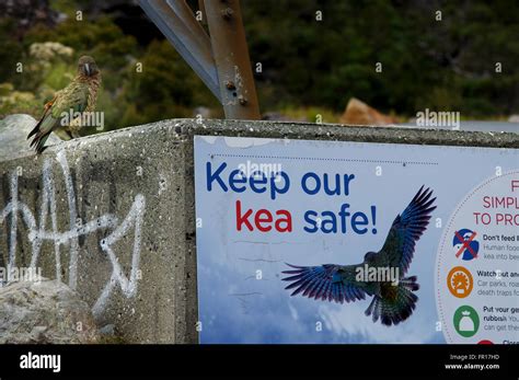 Endemic Kea Standing Next To A Kea Conservation Poster Arthurs Pass