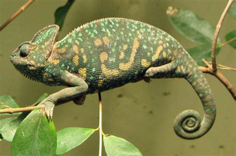 Hawaii Invasive Species Council Veiled Chameleon