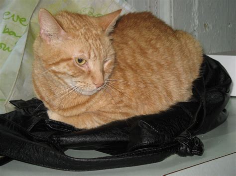 Fileorange Cat Wikimedia Commons