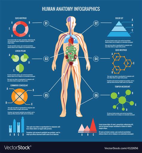 Human Body Anatomy Infographic Design Royalty Free Vector