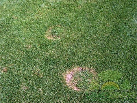 Necrotic Ring Spot Appearing On Lawns Lawnsavers