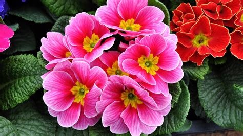 Nuova collezione di fantastici sfondi floreali, eleganti immagini di sfondo di fiori, bellissime immagini. Foto gratis: Primula, Fiori Di Primavera, Motley ...