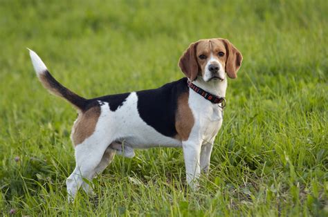 Dog Breed Highlight Beagles — Sportsmans Pride