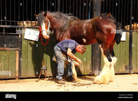 Farrier Working On Shire Horse Stock Photo 49728156 Alamy