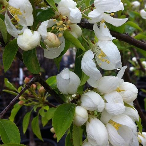 Malus Spring Snow Spring Snow Crabapple From Antheia Gardens
