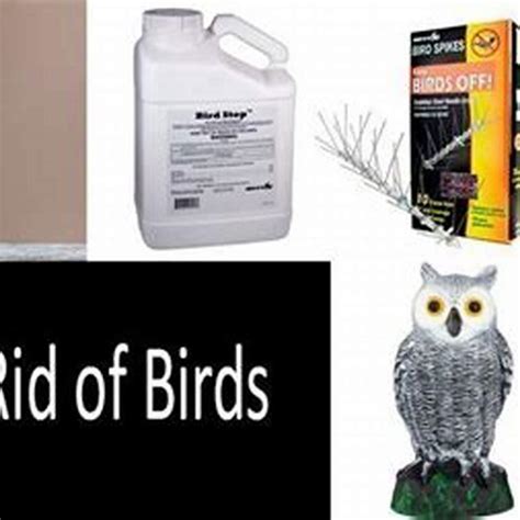 How Do You Get Rid Of Unwanted Birds Diy Seattle