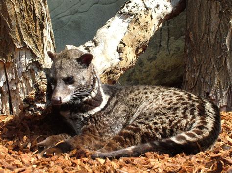 Malayan Civet Animals Amazing Facts And Latest Pictures Animals Lover