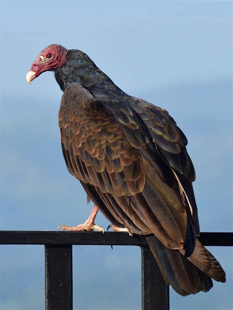 Turkey Vulture 678