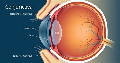 Conjunctiva What It Is And Its Function Anatomy And Eye Problems