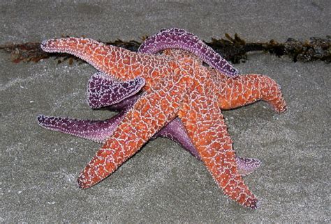 Amazing African Animals Amazing Stars And Starfish