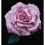 Memorial Day™ Rose  Natorps Online Plant Store