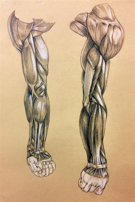 Arm Anatomy Study By Kirakam On Deviantart