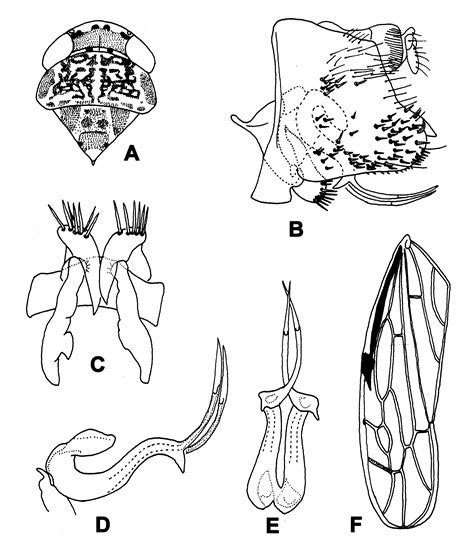 Figure 3 In Revision Of The Oriental Leafhopper Genus Parallygus