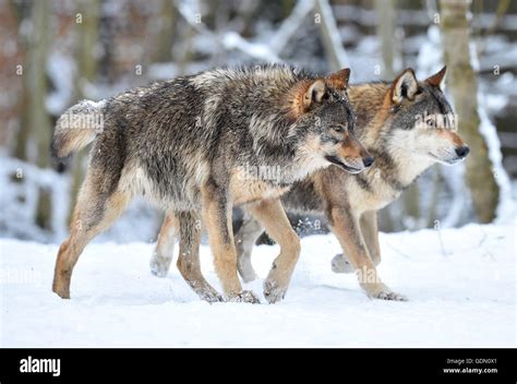 Eastern Wolves Eastern Timber Wolves Canis Lupus Lycaon In Snow