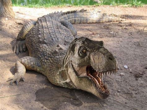 Crocosaurus Animais Do Mundo Crocodilo De água Salgada Animais