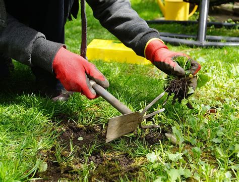 How To Kill Weeds Without Hurting Your Garden