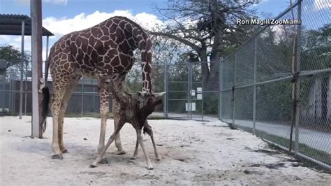 Baby Giraffes Take First Steps At Zoo Miami Nbc 6 South Florida