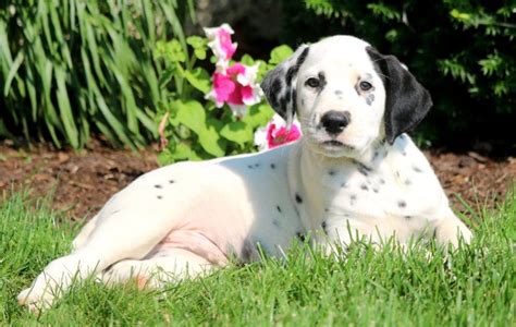We have two beautiful dalmatian puppies left to view, still waiting to go to there new families, like their brothers and sisters. Dustin | Dalmatian Puppy For Sale | Keystone Puppies