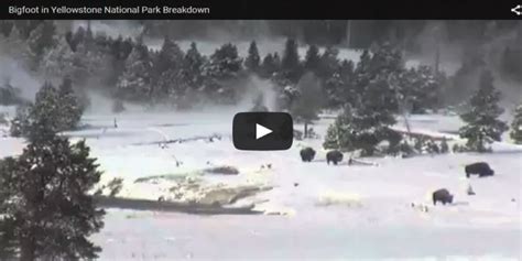 Four Bigfoot Spotted In Yellowstone National Park