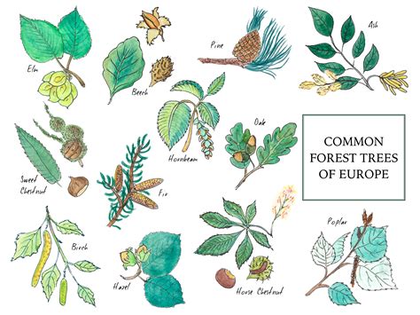 A Mini Guide To Help You Identify Trees Of European Forests Free To