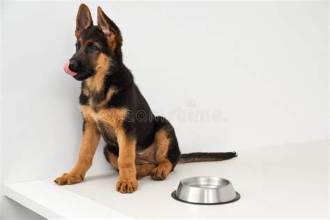 German Shepherd Doggy Licking Lips Waiting For Eating Near Bowl On