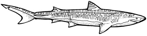 Dettagli squalo scarica i disegni dello squalo bianco mentre nuota nel mare o nell'oceano. 7 Disegni Squalo Tigre da colorare e stampare