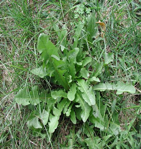 Fs385 Broadleaf Weed Control In Cool Season Turfgrasses Rutgers Njaes
