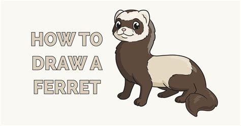 How To Draw A Ferret Step By Step Easy For Kids Bittner Cardearty1960