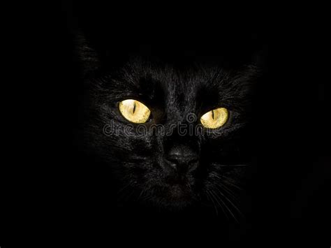 Black Cat Eyes Yellow Stock Image Image Of Eyes Dark 10042639