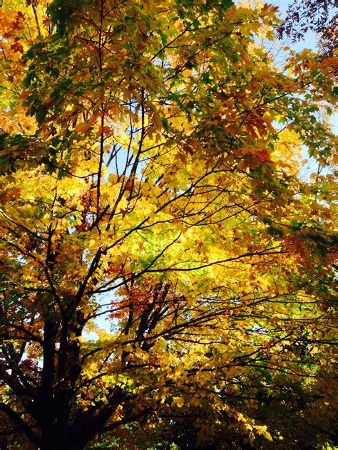 Beautiful Autumn Tree Belmont Lake State Park Autumn