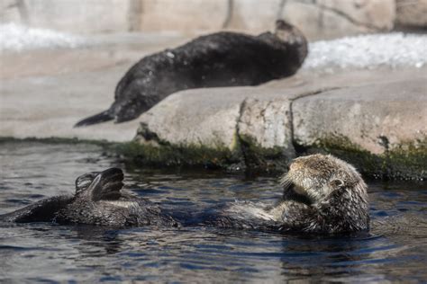 Sea Otters Monterey Bay Aquarium Raising Orphaned Pups