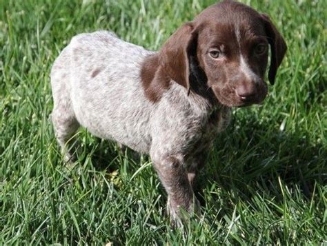 See puppy pictures, health information and reviews. German Shorthaired Pointer Puppies For Sale | Colorado Springs, CO #241421