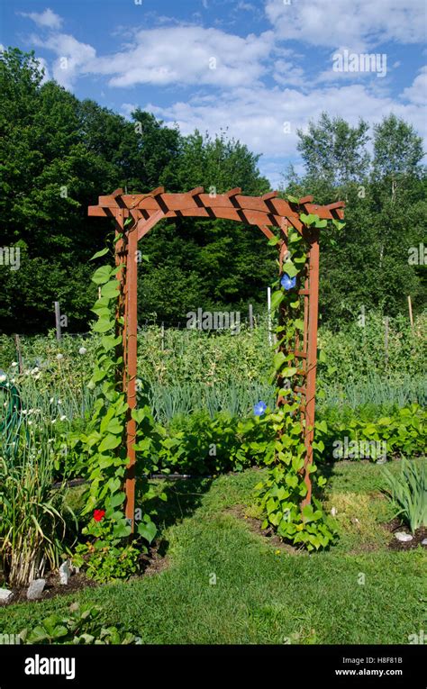 Arbor With Morning Glory Leading To Vegetable Garden Yarmouth